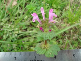 Lamium amplexicaule Henbit