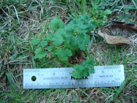 Lamium amplexicaule Henbit