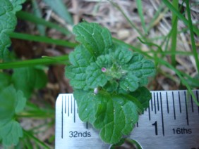 Lamium amplexicaule Henbit