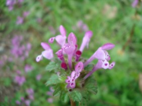 Lamium amplexicaule Henbit