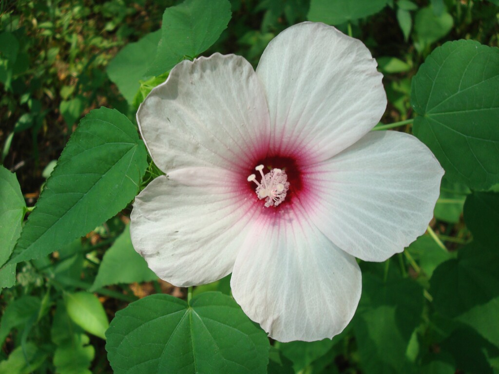 Hibiscus moscheutos Crimsoneyed Rosemallow