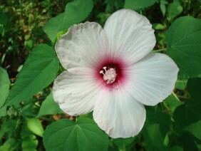 Hibiscus moscheutos Crimsoneyed Rosemallow