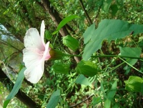 Hibiscus moscheutos Crimsoneyed Rosemallow