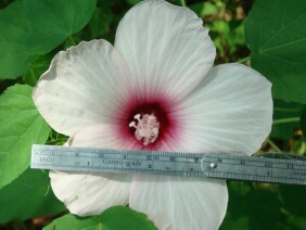 Hibiscus moscheutos Crimsoneyed Rosemallow