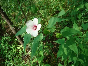 Hibiscus moscheutos Crimsoneyed Rosemallow