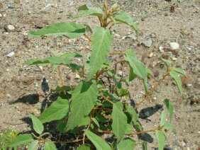 Croton capitatus Hogwort