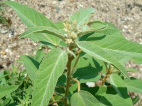 Croton capitatus Hogwort