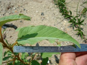 Croton capitatus Hogwort