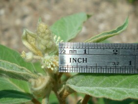 Croton capitatus Hogwort