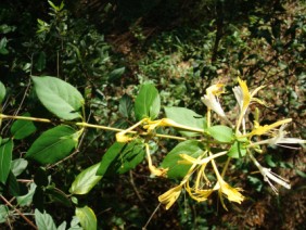 Lonicera japonica Japanese Honeysuckle