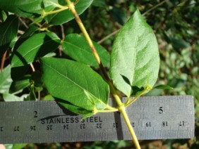 Lonicera japonica Japanese Honeysuckle