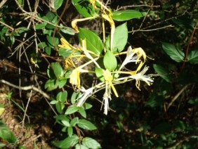 Lonicera japonica Japanese Honeysuckle