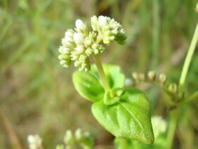 Mitreola sessilifolia Swamp Hornpod