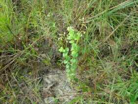 Mitreola sessilifolia Swamp Hornpod