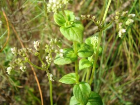 Mitreola sessilifolia Swamp Hornpod