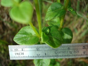 Mitreola sessilifolia Swamp Hornpod