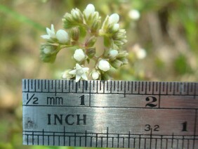 Mitreola sessilifolia Swamp Hornpod