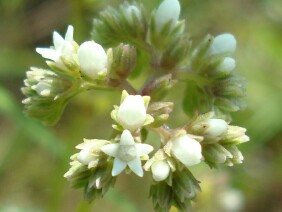 Mitreola sessilifolia Swamp Hornpod