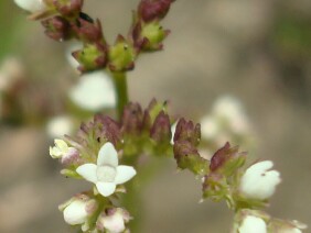 Mitreola sessilifolia Swamp Hornpod