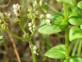 Mitreola sessilifolia Swamp Hornpod