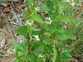 Mitreola petiolata Lax Hornpod