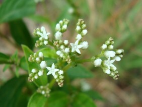 Mitreola petiolata Lax Hornpod