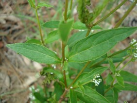 Mitreola petiolata Lax Hornpod