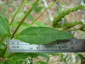 Mitreola petiolata Lax Hornpod