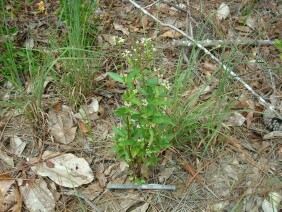 Mitreola petiolata Lax Hornpod