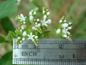 Mitreola petiolata Lax Hornpod