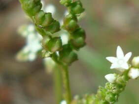 Mitreola petiolata Lax Hornpod