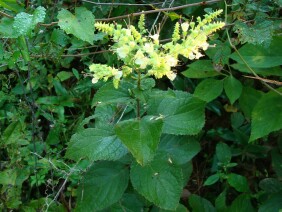 Collinsonia serotina Blue Ridge Horsebalm