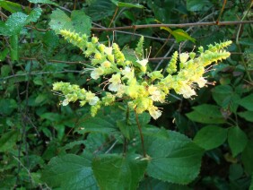 Collinsonia serotina Blue Ridge Horsebalm