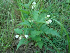 Solanum carolinense Horsenettle