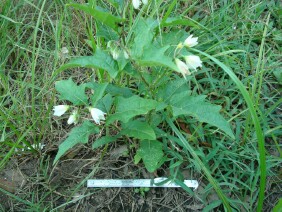 Solanum carolinense Horse Nettle