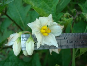 Solanum carolinense Horse Nettle