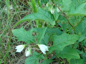 Solanum carolinense Horse Nettle