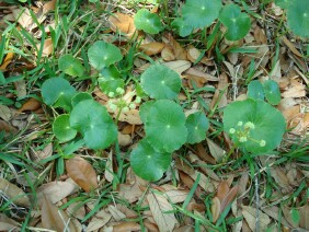 Hydrocotyle umbellata Manyflower Marshpennywort