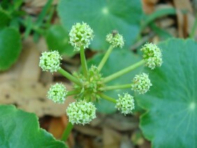 Hydrocotyle umbellata Manyflower Marshpennywort