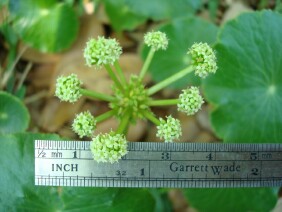 Hydrocotyle umbellata Manyflower Marshpennywort