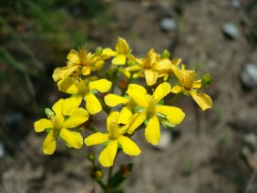 Hypericum cistifolium  Roundpod St. Johnswort