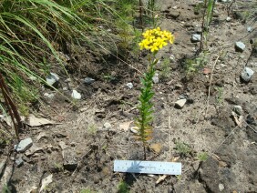 Hypericum cistifolium  Roundpod St. Johnswort