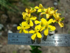 Hypericum cistifolium  Roundpod St. Johnswort