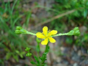 Hypericum cistifolium  Roundpod St. Johnswort