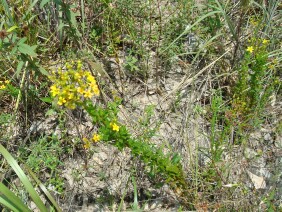 Hypericum cistifolium  Roundpod St. Johnswort