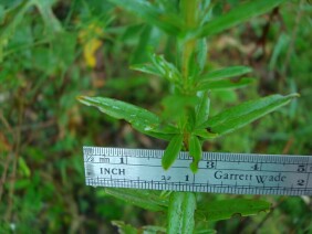 Hypericum cistifolium  Roundpod St. Johnswort