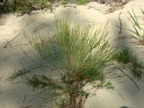 Hypericum gentianoides  Pineweed Orangegrass