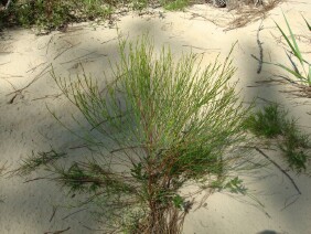 Hypericum gentianoides  Pineweed Orangegrass