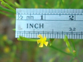 Hypericum gentianoides  Pineweed Orangegrass