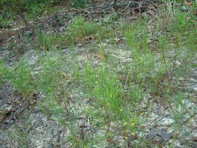 Hypericum gentianoides  Pineweed Orangegrass